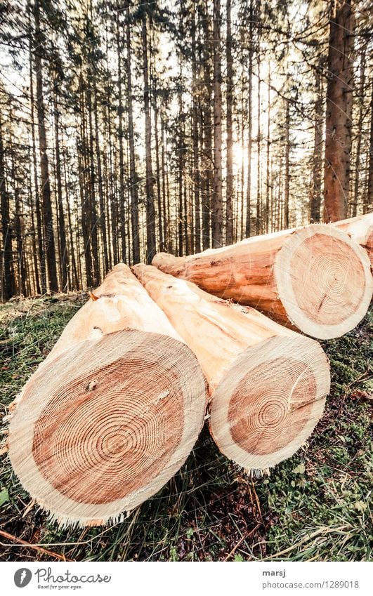 !Trash! 2015 | Fleissaufgabe Landwirtschaft Forstwirtschaft Schönes Wetter Pflanze Baum Nutzholz Lärchenstamm Wald Holz liegen Tod Beginn gefallen entrindet