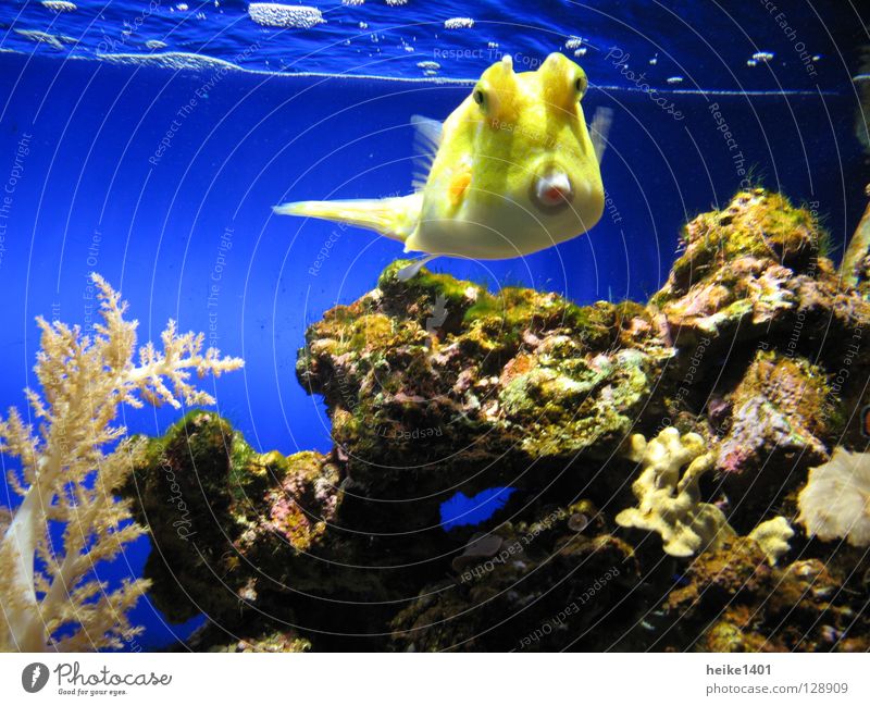 Kuhfisch Kofferfische Meer Atlantik gelb frisch Lebewesen Korallen Riff Korallenriff Leben Fisch Meereslebewesen blau Scheune Wasser Kontrast Farbe Lampe