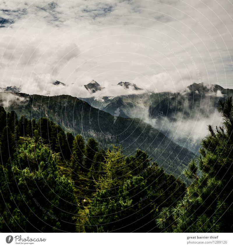 Wolkenberge in den Alpen Umwelt Landschaft Tier Himmel Frühling Wetter schlechtes Wetter Pflanze Baum Gipfel wandern grau grün silber weiß Berge u. Gebirge