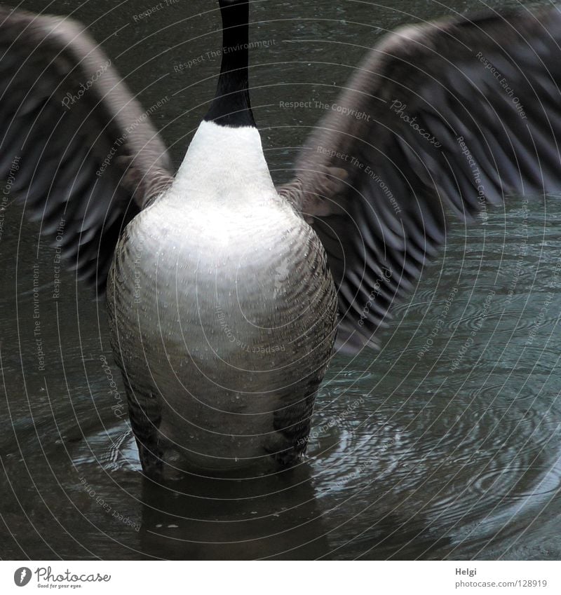 Brust raus.... Gans Wildgans Graugans Vogel Zugvogel Tier ausbreiten ausgestreckt groß Flaum Daunen Gänsebraten See Teich Gewässer stehen vertikal beeindruckend
