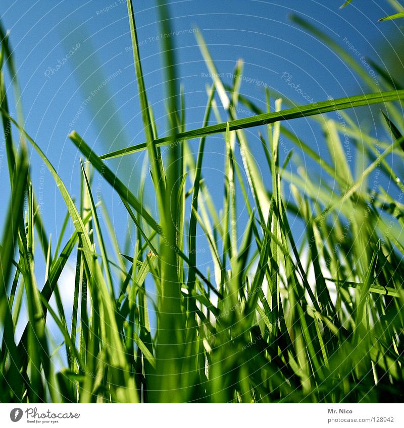 frisches wildes Gras durcheinander frontal krumm grün blau-grün grün-blau himmelblau rau Halm Futter Landwirtschaft Sommer sommerlich saftig kreuzweise