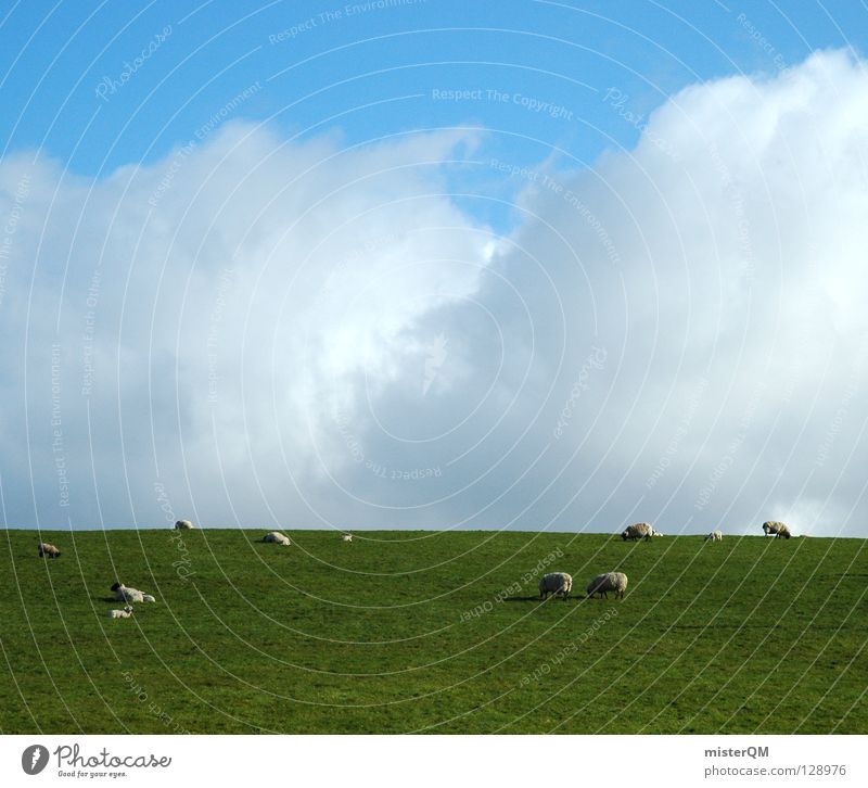 animal sky Schaf Gras Wiese Wolken Silhouette Himmel ruhig Frieden friedliebend ungefährlich Fressen Romantik grün weiß grau Zukunft Aussicht ungewiss Tier