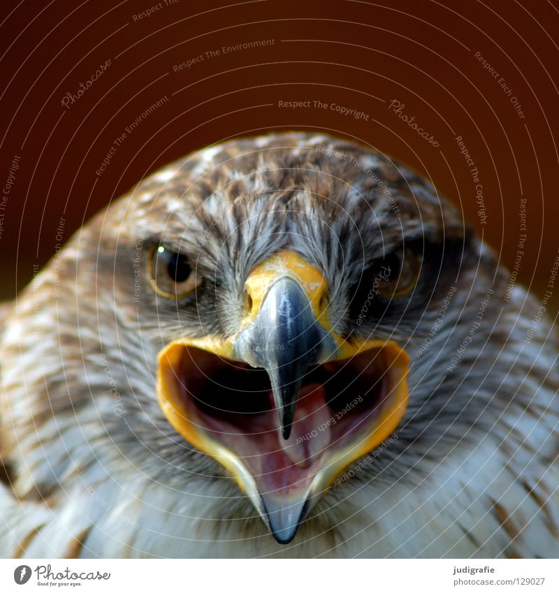 Adler Bussard Vogel Greifvogel Schnabel Feder Ornithologie Tier schön schreien Farbe königsraufußbussard Stolz Blick Auge