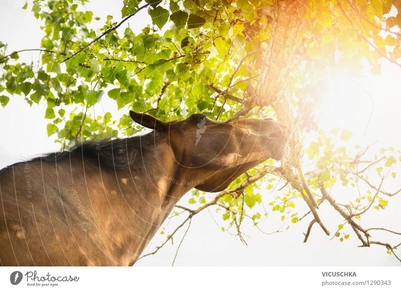 Pferd steckt sich zu Baumkrone und Sonne Lifestyle Sommer Natur Sonnenlicht Herbst Tier 1 rein Farbfoto Außenaufnahme Textfreiraum oben Tag