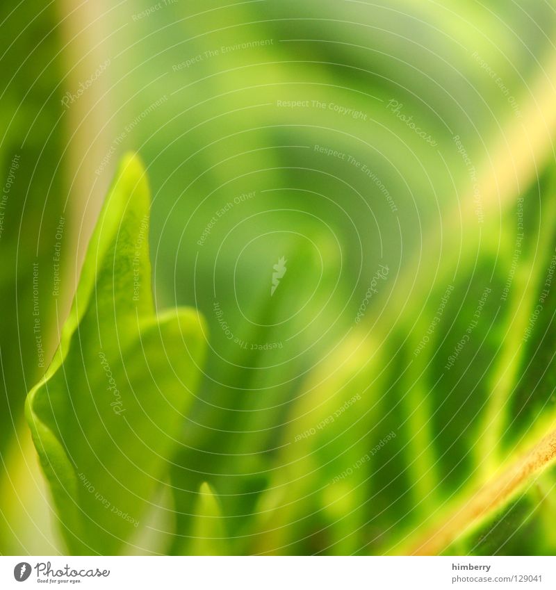 blattwerk III grün Florida Botanik Urwald Hintergrundbild Park Ferien & Urlaub & Reisen frisch Gefäße Farbverlauf mehrfarbig Sauerstoff Lunge Makroaufnahme