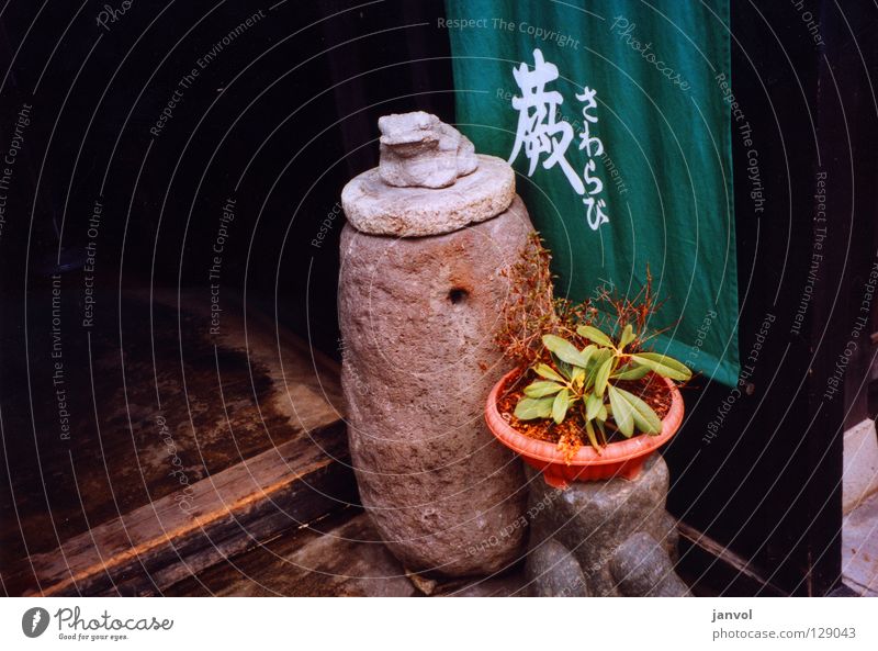 Q U A K Skulptur Steinskulptur Asien Japan Schriftzeichen arrangiert Begrüßung Wächter grün Pflanze Topfpflanze Holz Kröte Einlasskontrolle