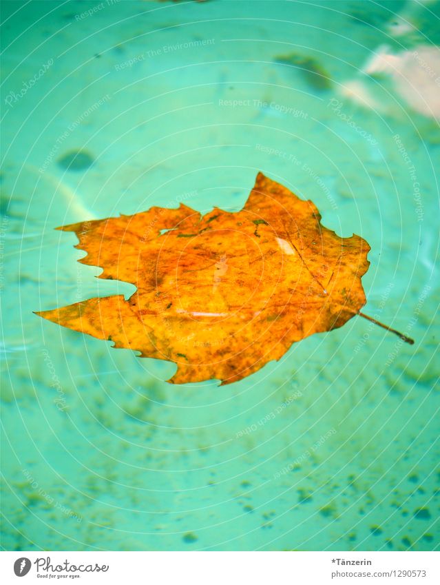 french summer Natur Pflanze Wasser Sommer Schönes Wetter Blatt frisch natürlich Sauberkeit orange türkis Farbfoto Außenaufnahme Menschenleer Tag