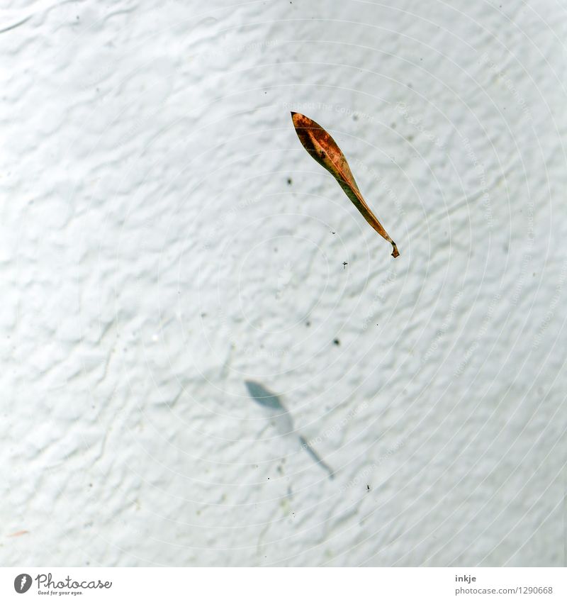 fliegende Fische Wasser Blatt Planschbecken Schatten Schwimmen & Baden ästhetisch stagnierend Symmetrie Verfall Vergänglichkeit Schweben Vor hellem Hintergrund