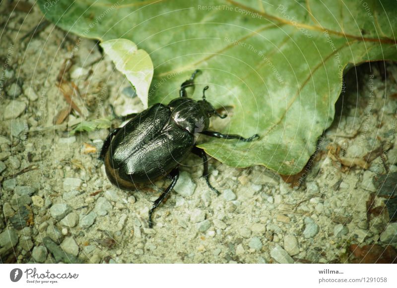 Käfer aufm Blatt Blatthornkäfer Rosenkäfer Eremit Juchtenkäfer krabbeln grün schwarz Insekt Waldbewohner Lebensraum