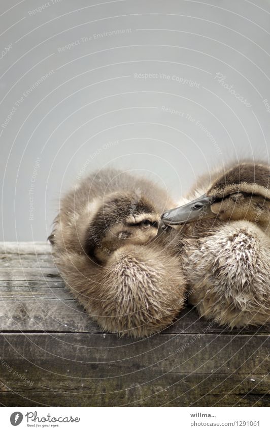 Zwei Entenküken kuscheln sich verschlafen zusammen Entenfamilie Holz nass niedlich weich braun Zufriedenheit Zusammenhalt Kuscheln ausruhend