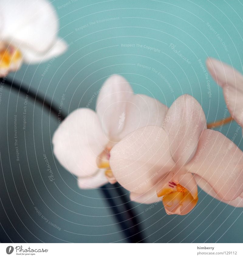 hessische oster orchideen Blume Blüte weiß Blütenblatt Botanik Sommer Frühling frisch Wachstum Pflanze rot Hintergrundbild Orchidee Vergänglichkeit schön