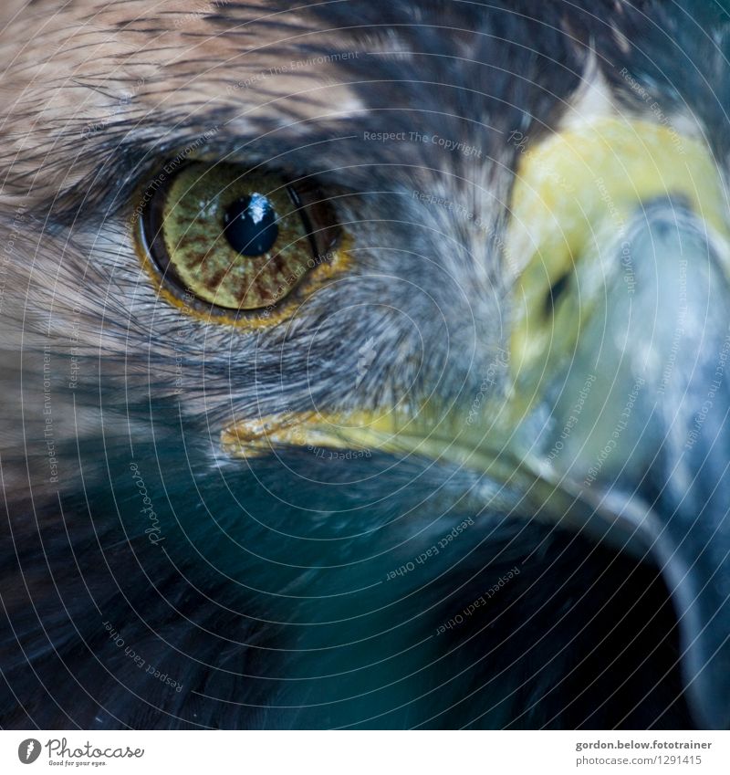 Einauge Nutztier Wildtier Tiergesicht Adler 1 Jagd außergewöhnlich fantastisch stark blau braun grau schwarz weiß Willensstärke Macht Mut Tatkraft Leben Respekt