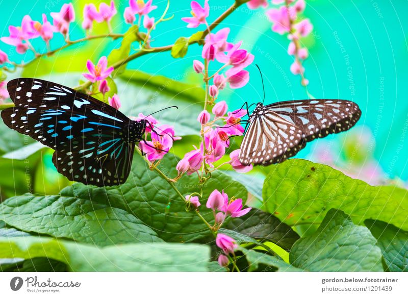 Frühlingsboten Umwelt Natur Tier Schmetterling 2 fliegen sitzen grün rosa türkis Zusammensein Leben Sehnsucht Freiheit Lebensfreude Farbfoto Außenaufnahme