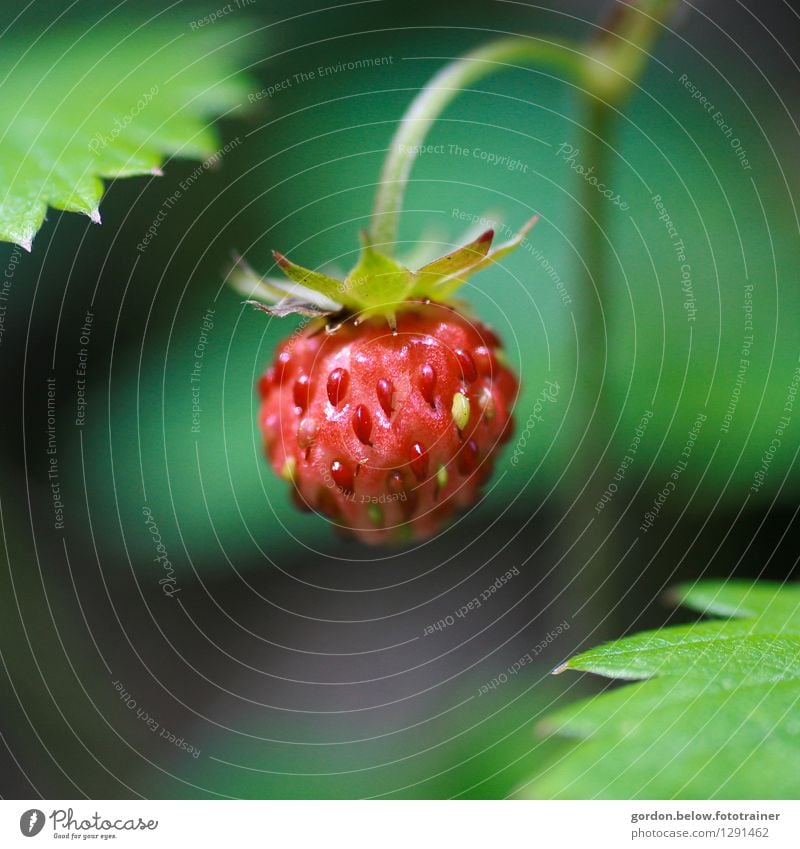 wenn ich groß bin... Lebensmittel Frucht Erdbeere Gesundheit klein grün rot Farbfoto Nahaufnahme Makroaufnahme Menschenleer Textfreiraum links