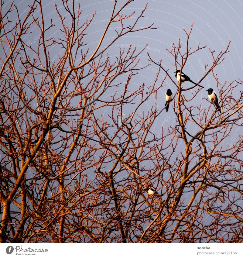 „schäck-schäck-schäck“ Elster Rabenvögel Vogel Baum Geäst Schlafplatz Dämmerung Abend sprechen Götterbote Zweig Gezweig Abenddämmerung überblicken