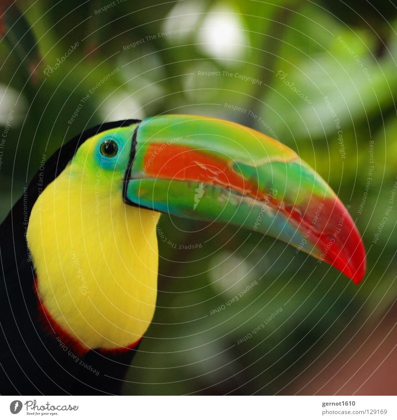 Die Nase eines Mannes ... Vogel Schnabel mehrfarbig rot grün gelb schwarz Urwald Zoo Tier Langeweile Südamerika Tucan bunter Vogel beobachten Auge