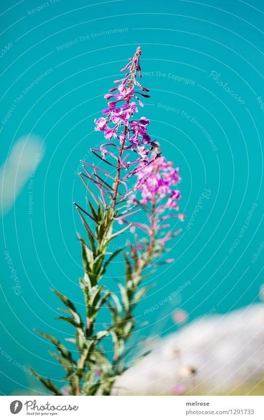 türkis-pink III elegant Stil Natur Landschaft Erde Wasser Sommer Schönes Wetter Pflanze Sträucher Blatt Blüte Wildpflanze Almblumen Seeufer Lünersee Farbfleck