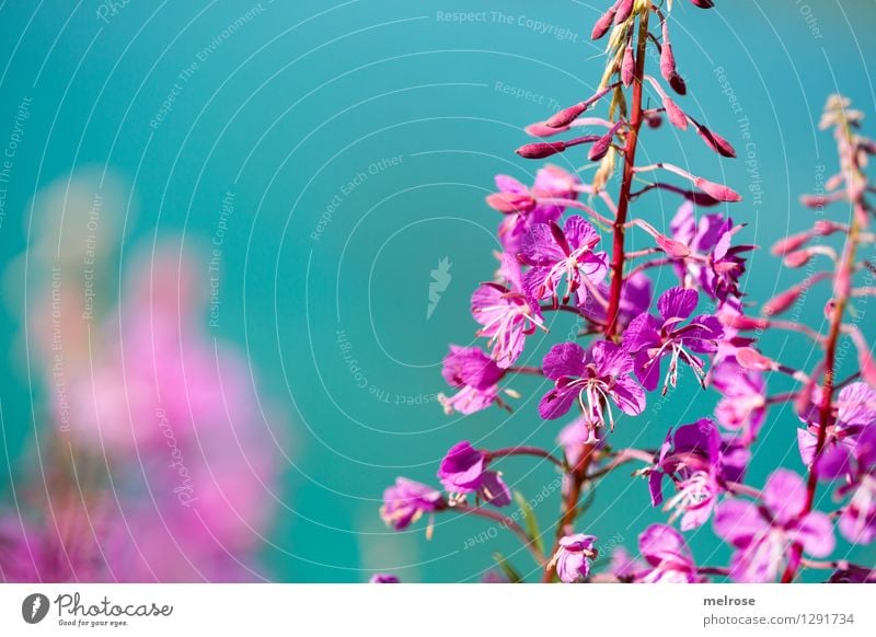 türkis-pink elegant Stil Natur Wasser Sommer Schönes Wetter Blume Blüte Wildpflanze Bergblumen Almblumen Blütenstiel Seeufer Lünersee Brand Vorarlberg Farbfleck