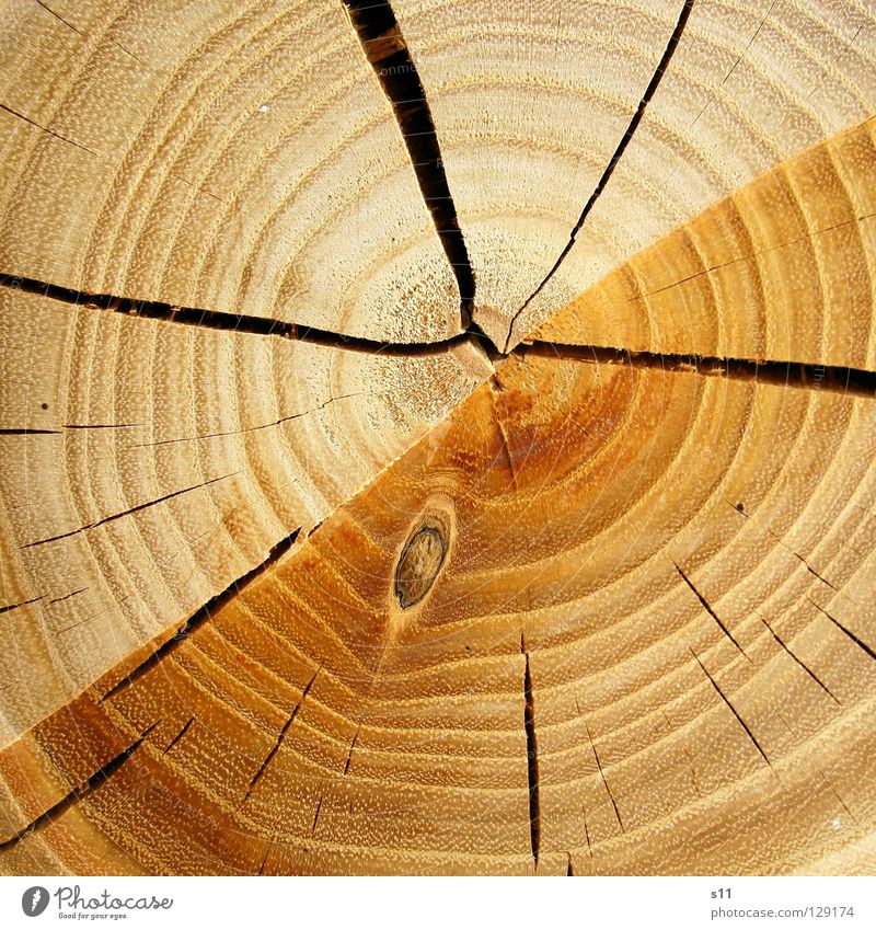 hOlz Holz Baum Baumstamm rund unentschlossen Ordnung fällen Axt Säge Brennholz heizen gefallen braun hellbraun Jahresringe gezeichnet Makroaufnahme Nahaufnahme