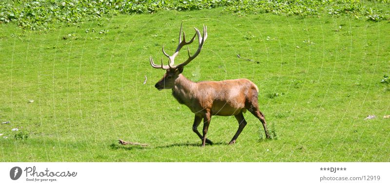 Einen Jägermeister bitte! Hirsche Reh Gras Tier Horn Fell Pferdegangart Rasen Wildniss