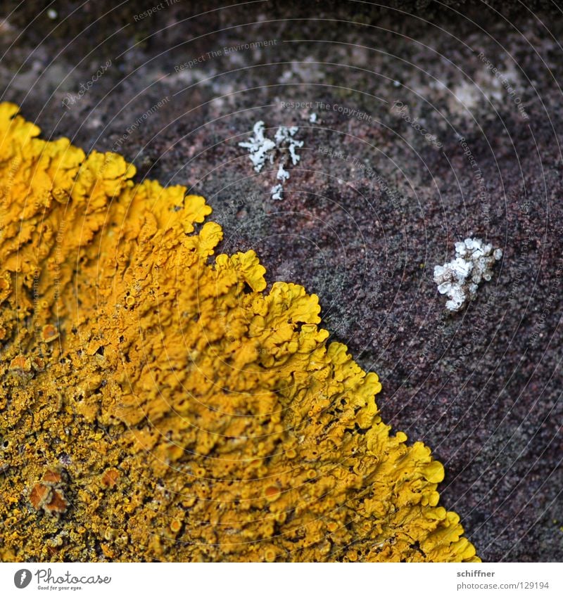 Pfannkuchen Krustenflechte Photosynthese gelb ausbreiten verbreiten Untergrund Beton kleben Makroaufnahme Nahaufnahme aber nicht zum essen Flechten Pilz