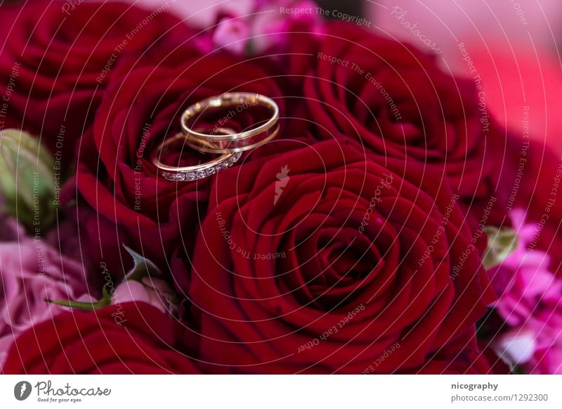 Rosarote Hochzeit Pflanze Blume Rose Blumenstrauß berühren Feste & Feiern glänzend schön mehrfarbig rosa Glück Fröhlichkeit Liebe Kunst Hochzeitspaar