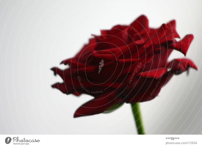 Eine besondere Blume Rose rot Blüte grün Valentinstag Namenstag Blühend Freude Leidenschaft Jahrestag