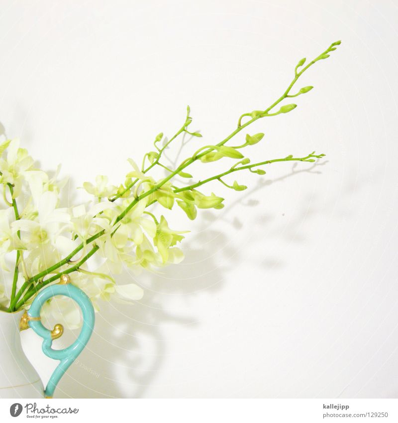 manfred krug Orchidee Vase Krug Griff Pflanze Blume Blüte Reifezeit Schmarotzer Botanik Biologie Blümchensex Lebewesen Stengel Dekoration & Verzierung Evolution
