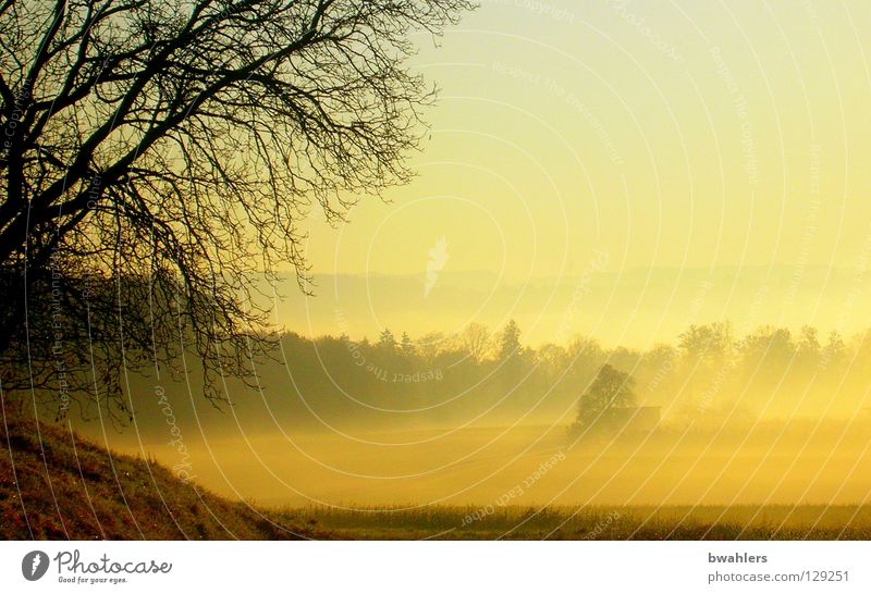 Morgenstimmung 5 Nebel Licht Wald Wiese gelb Gegenlicht Herbst Landschaft Sonne Himmel Ferne Tal Ast