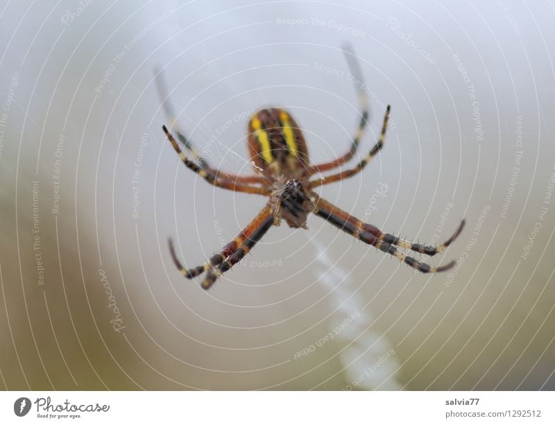 Spider Umwelt Natur Tier Wildtier Spinne Wespenspinne 1 fangen hängen krabbeln dunkel dünn Ekel klein listig braun grau achtsam Wachsamkeit Gelassenheit