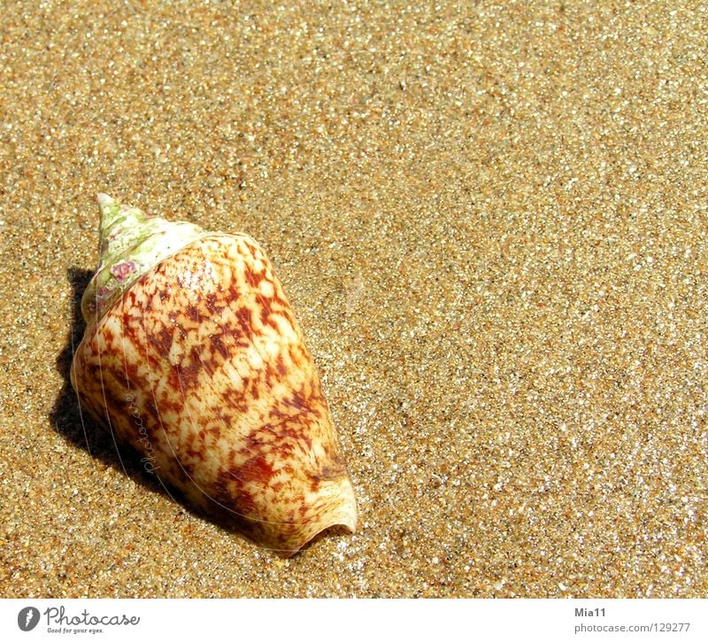 Angeschwemmt Strand Muschel Ferien & Urlaub & Reisen Meer Türkei Sommer Küste Sand Schnecke Side Erholung