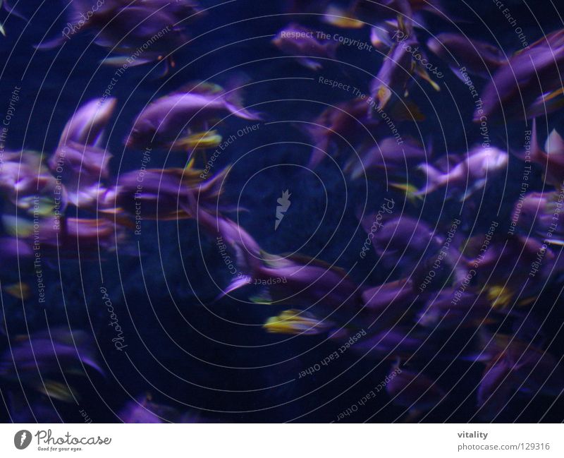 lila gewirbel violett Spielen Stress Fisch ständig in bewegung Verwirbelung entdeckungen Unterwasseraufnahme fischfreunde