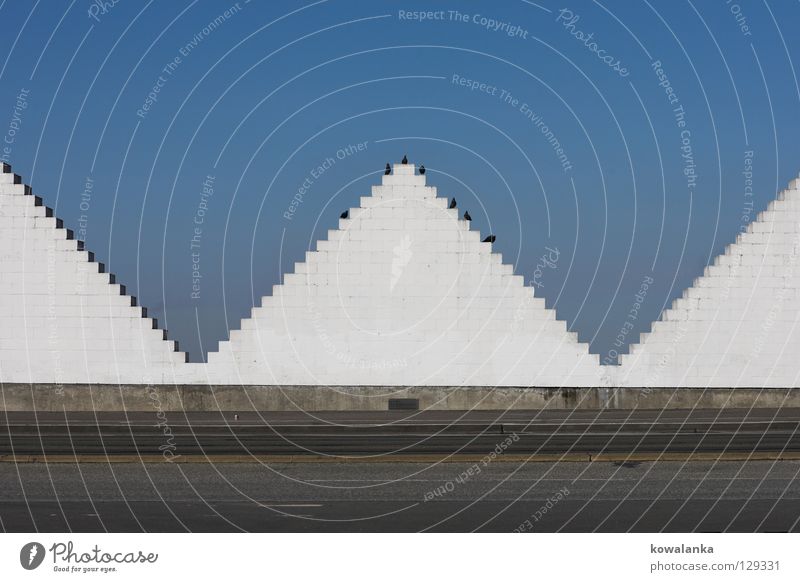 gipfeltreffen Dreieck Vogel weiß Geometrie Symmetrie Sitzung Verkehrswege Kommunizieren Pyramide Kontrast Straße Himmel Schönes Wetter blau warten sitzen