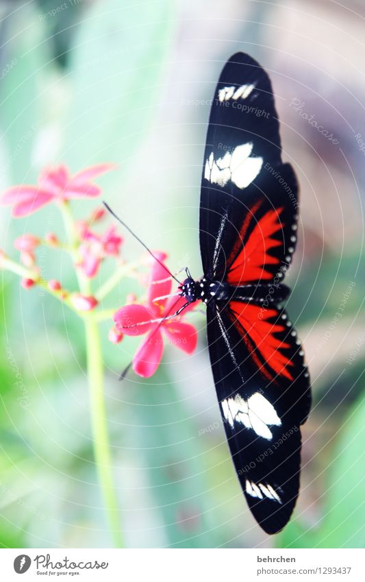 schwarz rot...weiß Natur Pflanze Tier Frühling Sommer Blume Blatt Blüte Garten Park Wiese Wildtier Schmetterling Flügel Blühend fliegen Fressen hängen Wachstum