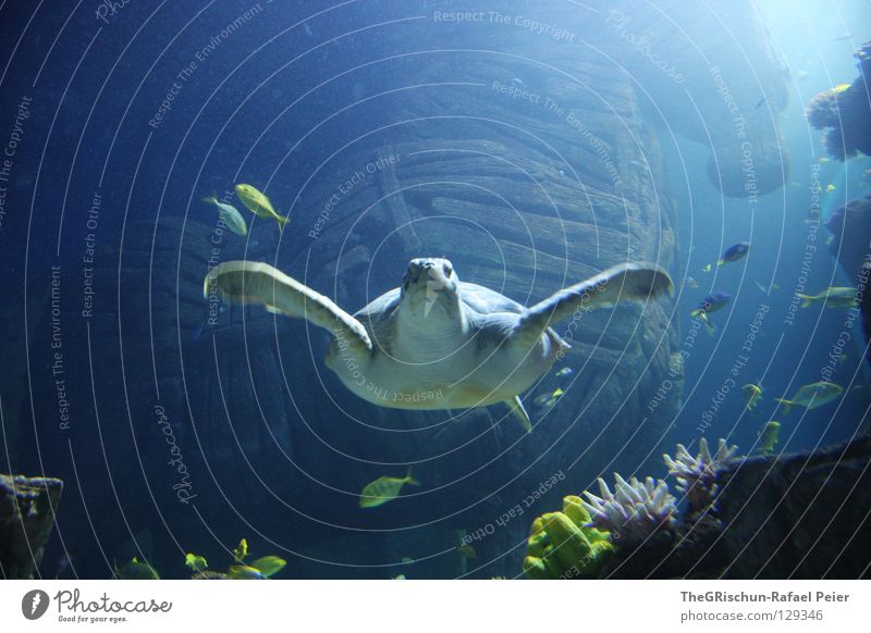 hey dude Schildkröte Aquarium grün gefangen Sealife München Holz blau Schwimmhilfe turtle trojanisches pferd Pflanze Glas Unterwasseraufnahme blue