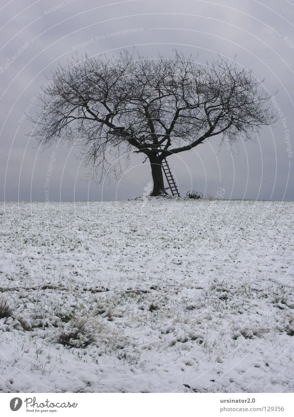 Der Baum 4 Feld Wiese Himmel Wolken Leiter Winter Schnee Landschaftsformen Horizont Natur Landwirtschaft Einsamkeit kalt Trauer weiß grau blau Ackergerät