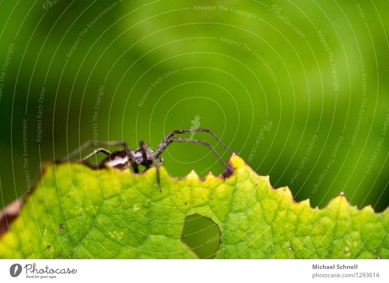 Spinne Tier 1 krabbeln bedrohlich klein natürlich Mut Angst Leichtigkeit Farbfoto Außenaufnahme Nahaufnahme Makroaufnahme Schwache Tiefenschärfe