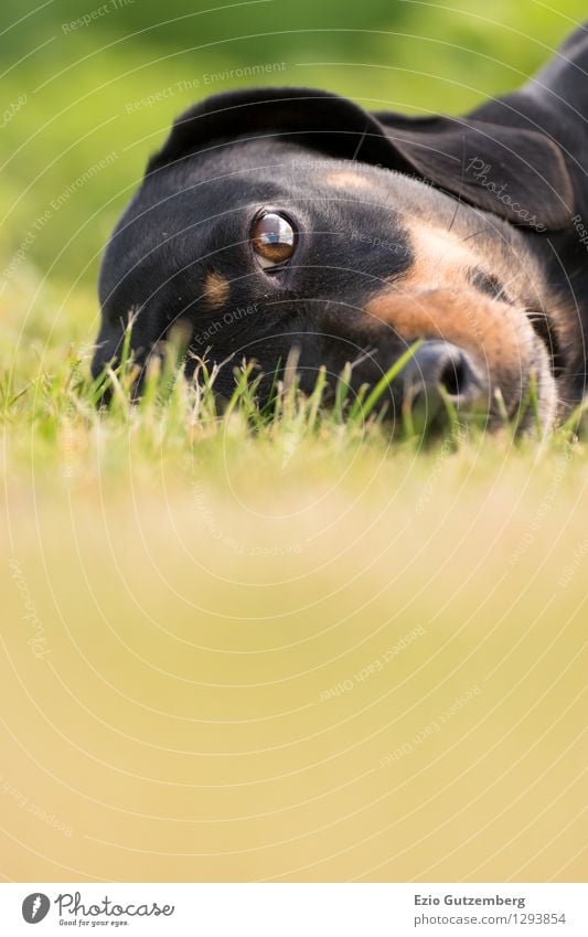 ein junger Dackel auf der Wiese Natur Landschaft Pflanze Tier Gras Moos Haustier Hund 1 Tierjunges beobachten genießen liegen Blick Freundlichkeit Glück schön