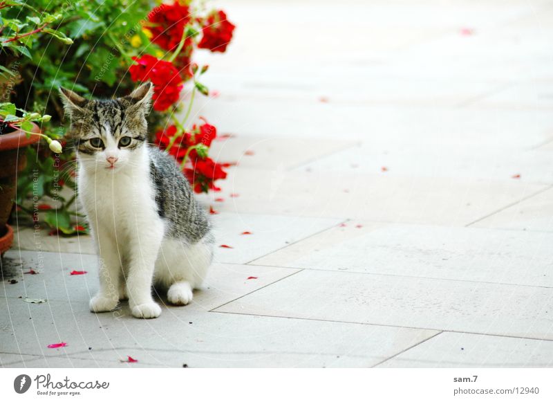 Supersüß Katze niedlich Blume Schüchternheit Treue Trauer sitzen Traurigkeit