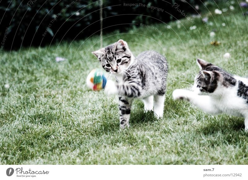 Spielkatze II Katze Spielen niedlich süß springen Ball