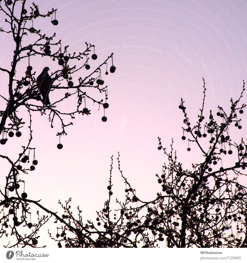 kITsCh Vogel Taube Baum Baumkrone Luft Sonnenaufgang Sonnenuntergang Romantik ruhig Erholung violett rosa Ast Zweig Kugel Himmel Abend Morgen Kitsch Frieden