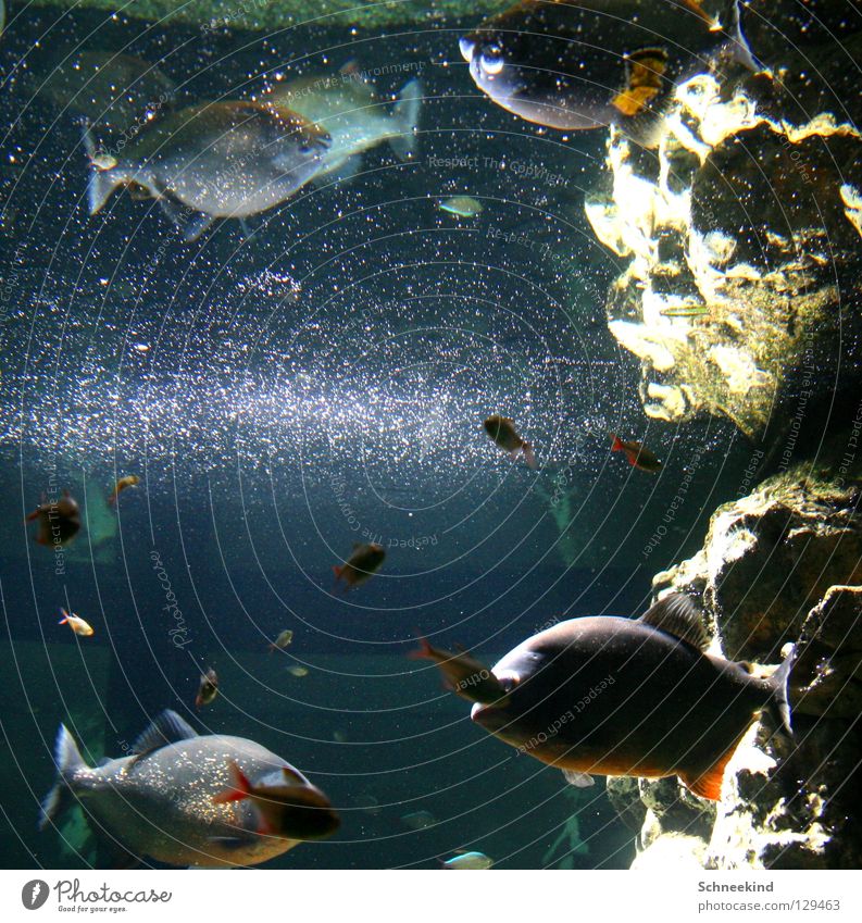 Glitzerwelt Aquarium Zoo Spiegel Spiegelbild glänzend Freude Fisch Schifffahrt Natur Wasser Stein