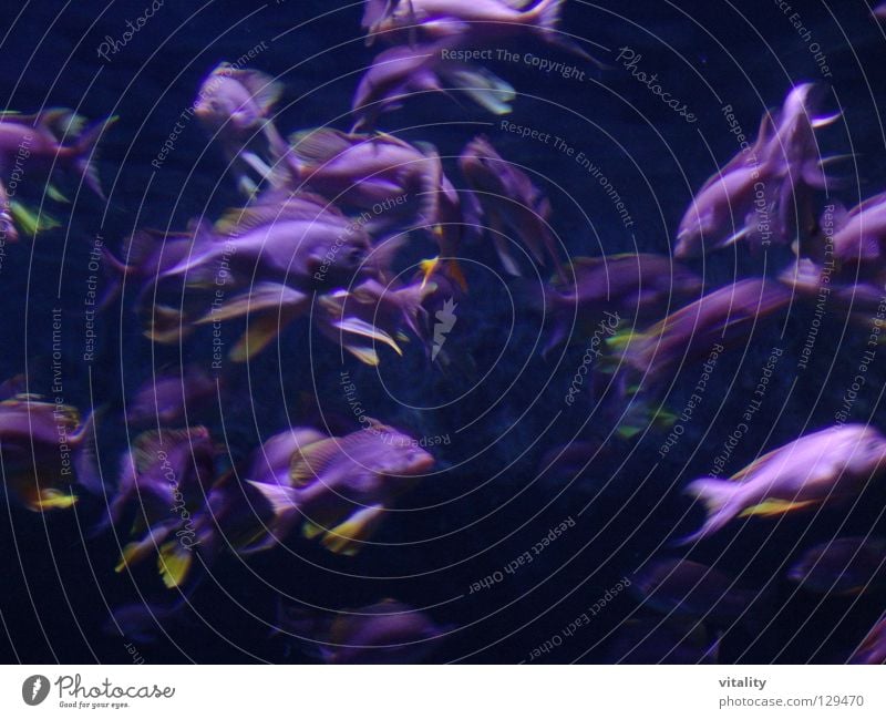 wirbel violett gelb Schwanzflosse Meer Wirbelsturm Eile durcheinander rosa Fisch Unterwasseraufnahme Wasser Tanzen