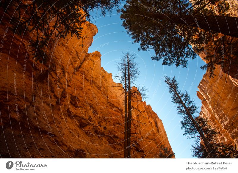 Bryce Reloaded Umwelt Natur Landschaft Pflanze Urelemente Erde Luft Himmel Wolkenloser Himmel blau braun gelb gold orange schwarz Baum Stein Felsen Bryce Canyon