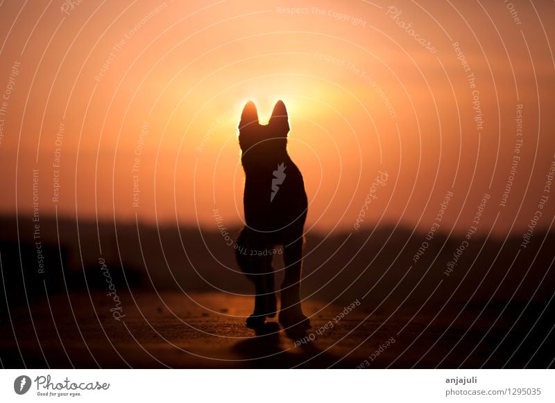 Deutscher Schäferhund frontal Silhouette im Sonnenuntergang Tier Haustier Hund gehen laufen ästhetisch außergewöhnlich Glück Gefühle Stimmung Kraft Mut