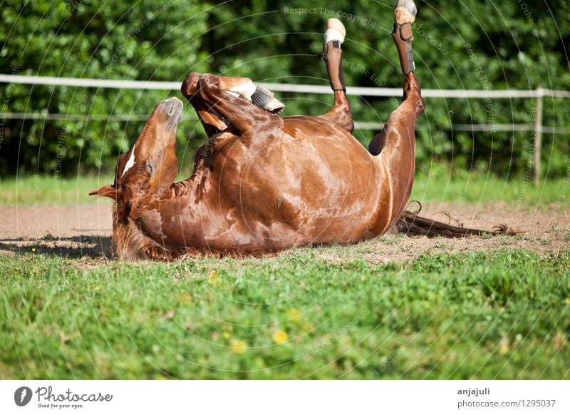 Pferd auf der Wiese liegt im Sand und genießt die Freiheit Freude Wohlgefühl Reiten Tier Erholung genießen schlafen außergewöhnlich dreckig frei glänzend lustig