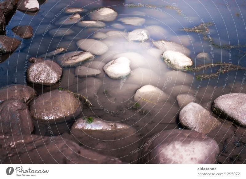 Steine im Wasser Natur Sommer Küste Fluss Yangtze ruhig Felsen Wasserpflanze Kletterpflanzen Nacht Mondlicht Farbfoto Außenaufnahme Menschenleer Licht