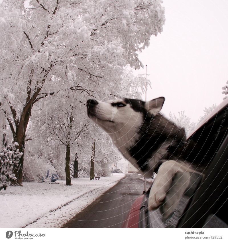 "Ich bin ein Hund! HOLT MICH HIER RAUS!!!" Husky Baum rot schwarz weiß Bürgersteig Schlamm Sehnsucht Luft Pfote Wald fahren Fenster Wolken schlechtes Wetter