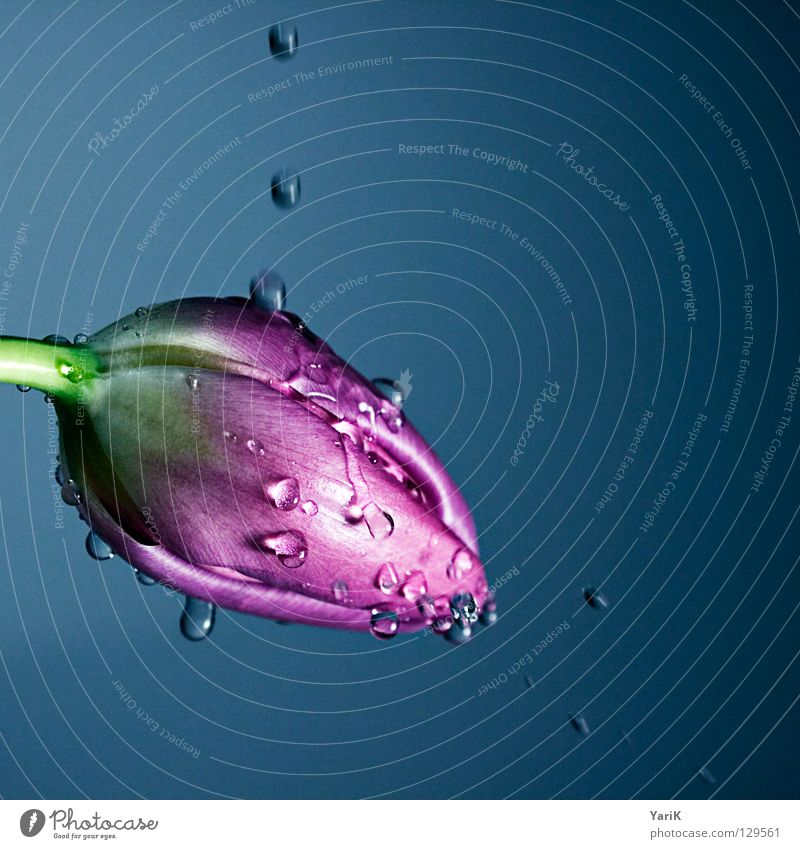 100 Tulpe Blume rosa violett Blüte Licht Wassertropfen Regen nass feucht frisch Frühling Wachsamkeit Kraft mehrfarbig Muttertag Valentinstag Stengel blumenstiel