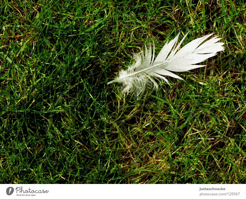 Vogelpuzzle Teil 1 weiß grün Gras Wiese Feder einzeln leicht Schweben weich verloren Taube verlieren Flaum Daunen Frieden Schwäche Rasen Juttaschnecke fliegen